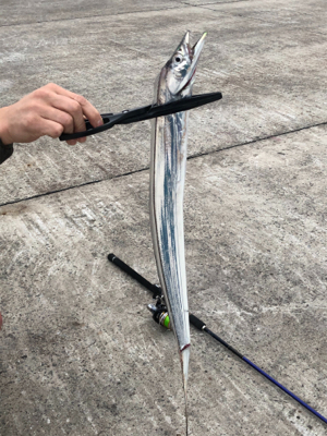 デカアジ求めて