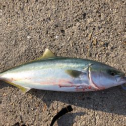 三連休 2日目 どこも渋ぶ。