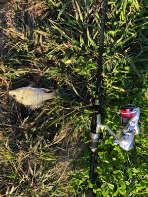 近所の中流域にて