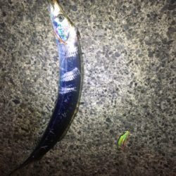バイブレーションで太刀魚釣れました！