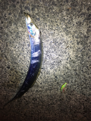 バイブレーションで太刀魚釣れました！