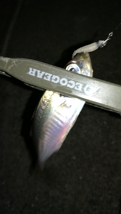 ナイトアジング