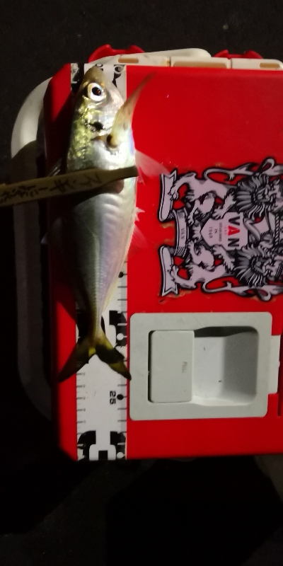 アジング練習 61