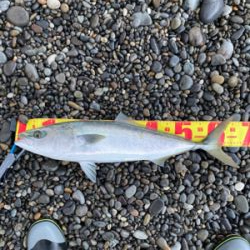 七里御浜でメジロ