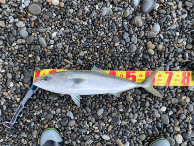 七里御浜でメジロ