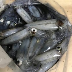 ヒイカエギング