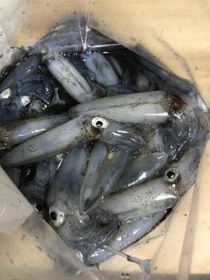 ヒイカエギング