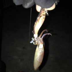 寒い中の渋いヒイカ釣りσ(^_^;)