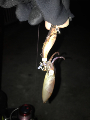 寒い中の渋いヒイカ釣りσ(^_^;)