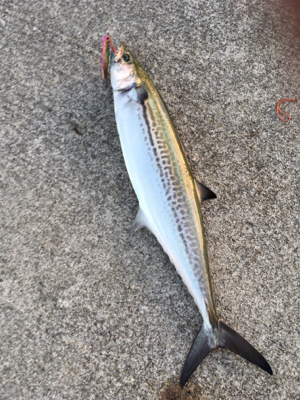 コスモチャレンジ サゴシとつ抜け