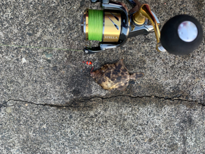 イカはもういない