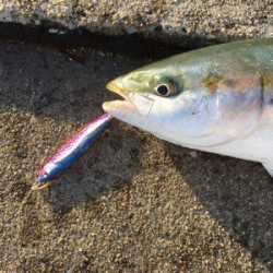 ２日連続ハマチ