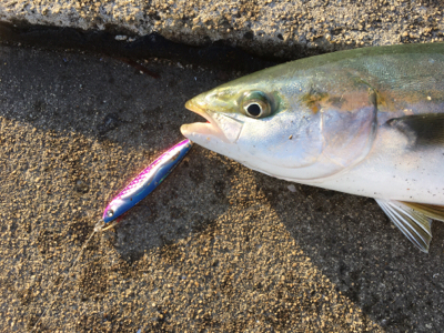 ２日連続ハマチ