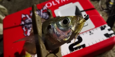 アジング練習 62