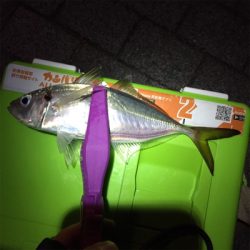 大阪湾奥アジング