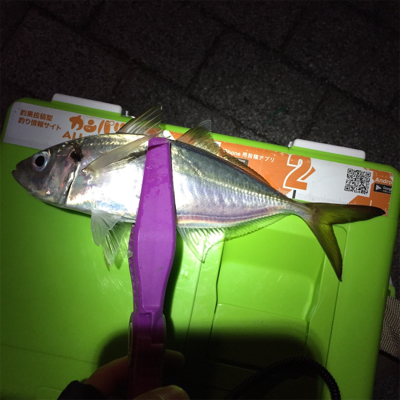 大阪湾奥アジング