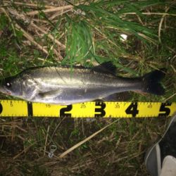 晩秋のシーバス