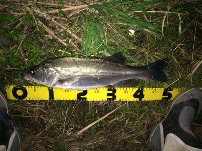 晩秋のシーバス