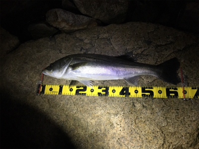 最後の一投でドン！！