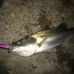 エクスセンスルアーで