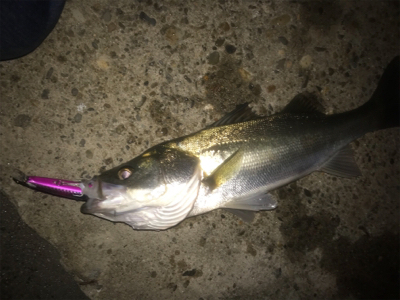 エクスセンスルアーで