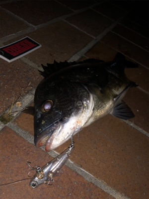 シーバス釣りたかった