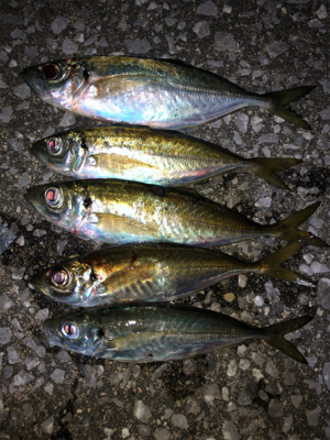 アジ居なくなったの？