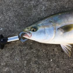 ３日連続ハマチ