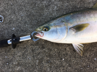 ３日連続ハマチ