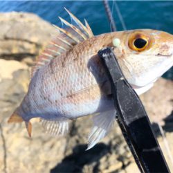 磯でカワハギ釣り