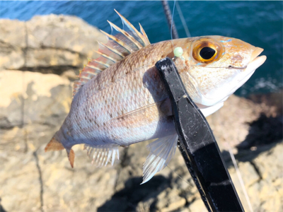磯でカワハギ釣り