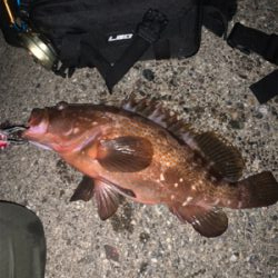 体高ありのアコウ