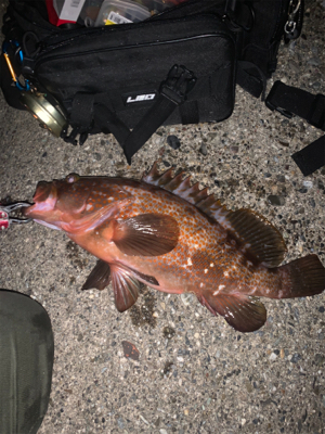 体高ありのアコウ