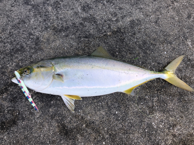 カスタムルアーの底力！