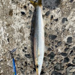 サゴシ狙いの筈が