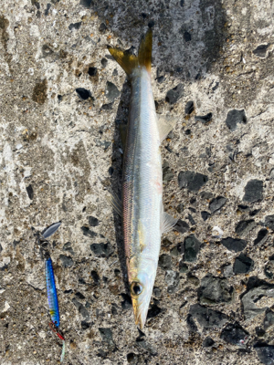 サゴシ狙いの筈が