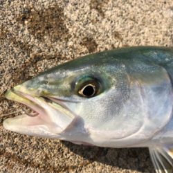 太刀魚と青物回遊　あり