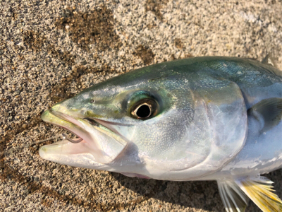 太刀魚と青物回遊　あり