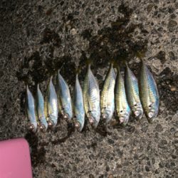 松部港 堤防にて アジ 投げサビキ釣り