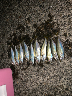 松部港 堤防にて アジ 投げサビキ釣り