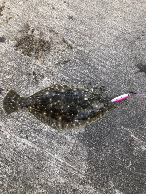 ナブラが防波堤近くで2時間継続！