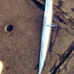 船橋港 太刀魚90cm