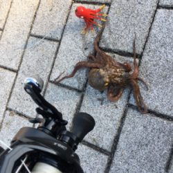 オクトパッシング