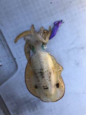 福岡ティップラン