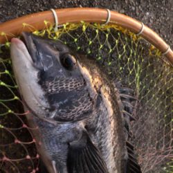 夕まずめにやっと一匹