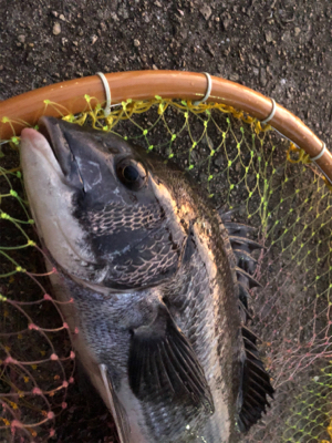 夕まずめにやっと一匹