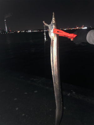 太刀魚からの鱧