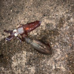 ヒイカシーズン!