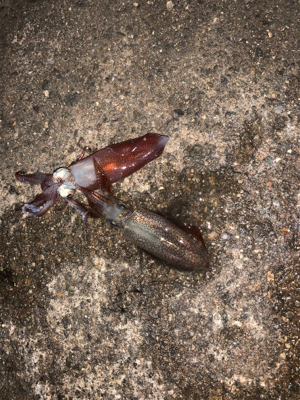 ヒイカシーズン！