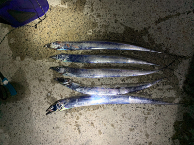 館山　タチウオ　爆釣